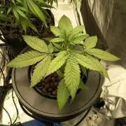 Frostbanger F4 Auto