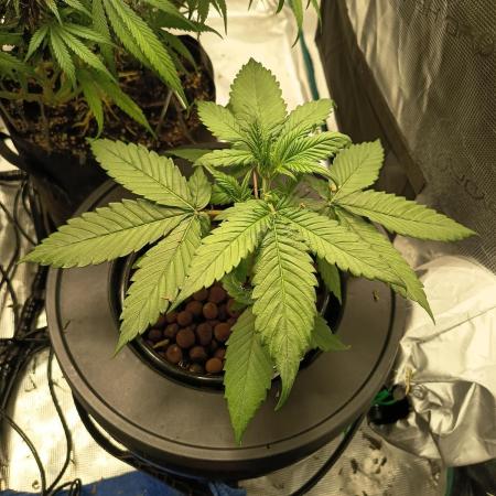 Frostbanger F4 Auto