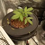 Tropicana Cookies Auto