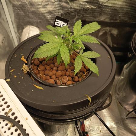 Tropicana Cookies Auto