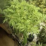 Diablo rojo-Sweet Seeds