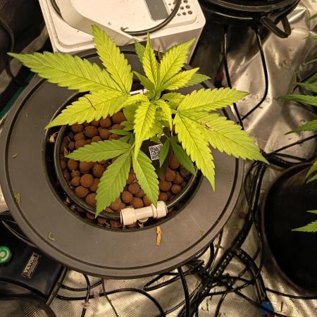Gorilla Z Auto