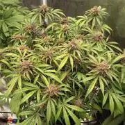 Diablo rojo-Sweet Seeds