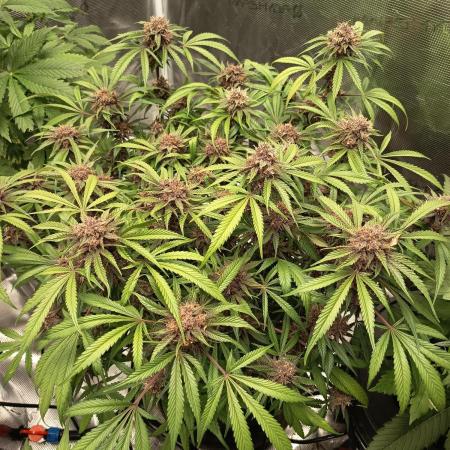 Diablo rojo-Sweet Seeds