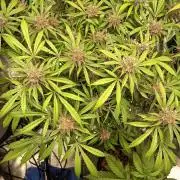Diablo rojo-Sweet Seeds