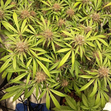 Diablo rojo-Sweet Seeds
