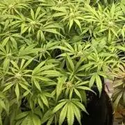 Diablo rojo-Sweet Seeds