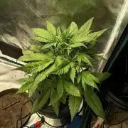 Frostbanger F4 Auto
