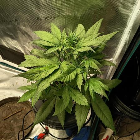 Frostbanger F4 Auto