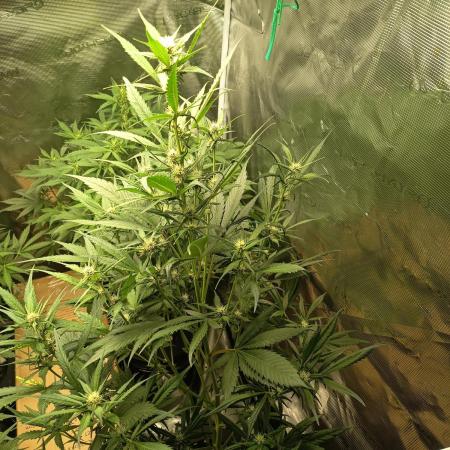 Frostbanger F4 Auto