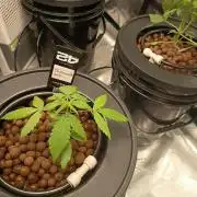 Frostbanger F4 Auto