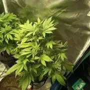 Frostbanger F4 Auto