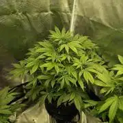 Blueberry Dreams Auto
