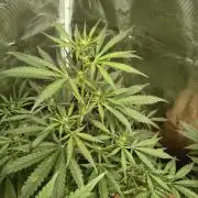 Tropicana Cookies Auto