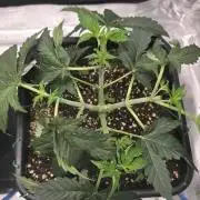 Dankie Run #1 – Fruity Syndicate 🍓