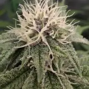 Dankie Run #1 – Fruity Syndicate 🍓