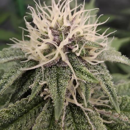 Dankie Run #1 – Fruity Syndicate 🍓