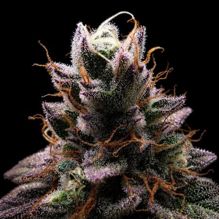 Dankie Run #2 – Arctic Berry Blast