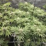 Dankie Run #1 – Fruity Syndicate 🍓