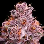 Dankie Run #1 – Fruity Syndicate 🍓