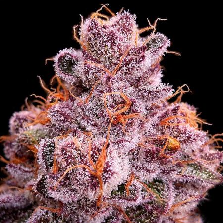 Dankie Run #1 – Fruity Syndicate 🍓