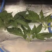 Dankie Run #1 – Fruity Syndicate 🍓