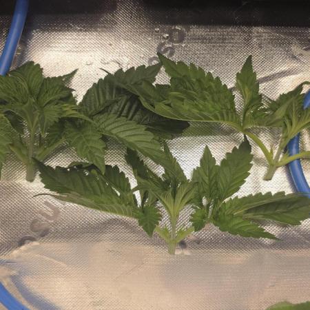 Dankie Run #1 – Fruity Syndicate 🍓