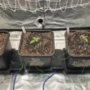 Dankie Run #1 – Fruity Syndicate 🍓