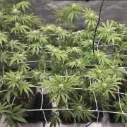 Dankie Run #1 – Fruity Syndicate 🍓