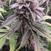 Dankie Run #1 – Fruity Syndicate 🍓