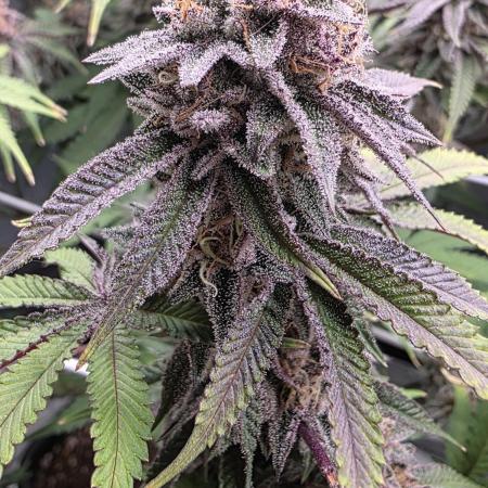 Dankie Run #1 – Fruity Syndicate 🍓