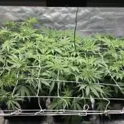 Dankie Run #1 – Fruity Syndicate 🍓