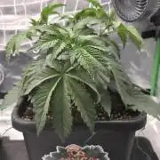 Dankie Run #1 – Fruity Syndicate 🍓