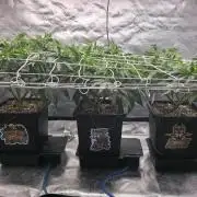 Dankie Run #1 – Fruity Syndicate 🍓