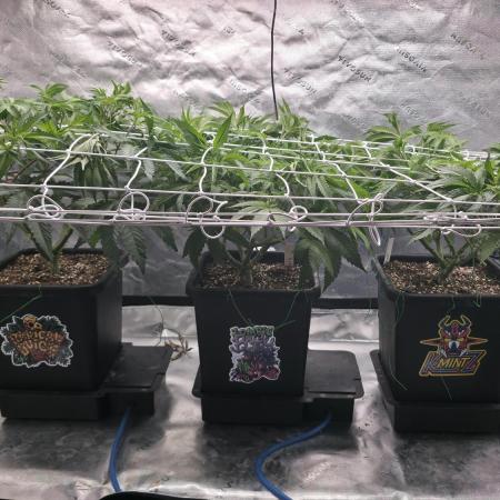 Dankie Run #1 – Fruity Syndicate 🍓