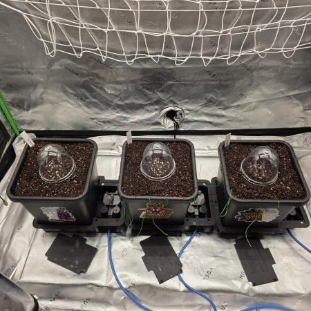 Dankie Run #1 – Fruity Syndicate 🍓