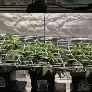 Dankie Run #1 – Fruity Syndicate 🍓