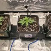 Dankie Run #1 – Fruity Syndicate 🍓