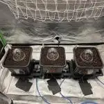 Dankie Run #1 – Fruity Syndicate 🍓