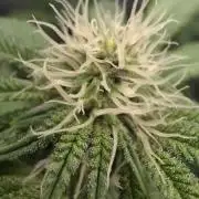 Dankie Run #1 – Fruity Syndicate 🍓