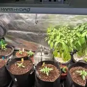 Autoflower Grow Original Sensible Seeds