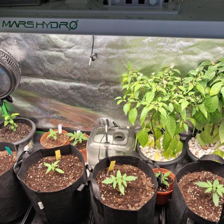 Autoflower Grow Original Sensible Seeds