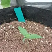 Autoflower Grow Original Sensible Seeds