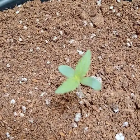 Pineapple X Runtz (pineapple Pulse)