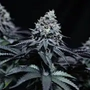 Apollo, G13 Genius, Gushmints RS11