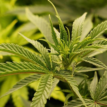 G13 Genius Strawb-AK Dantes Inferno SBC