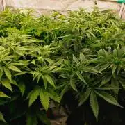 G13 Genius Strawb-AK Dantes Inferno SBC