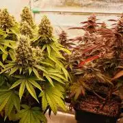 Strawb-AK, Dantes Inferno, SBC