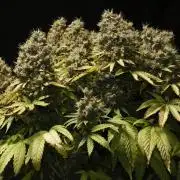 Strawb-AK, Dantes Inferno, SBC