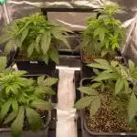 G13 Genius Strawb-AK Dantes Inferno SBC